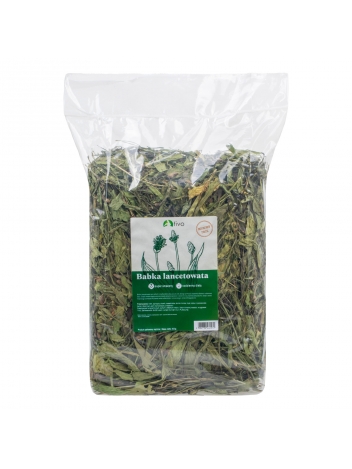 Tivo Babka Lancetowata 600g