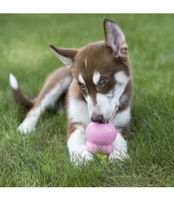 Easy Treat Puppy 226g Kong