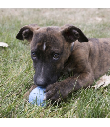 Puppy Ball with Hole M/L Kong