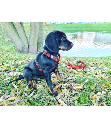 Szelki guard Hexagon S