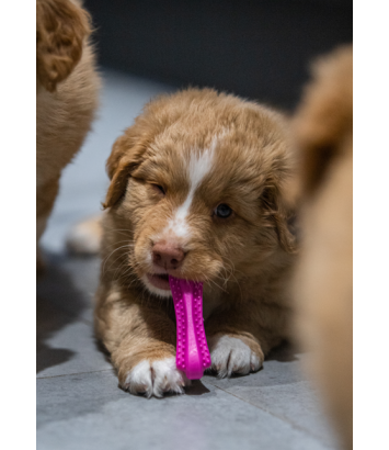 Gryzak Fiboone puppy 9cm
