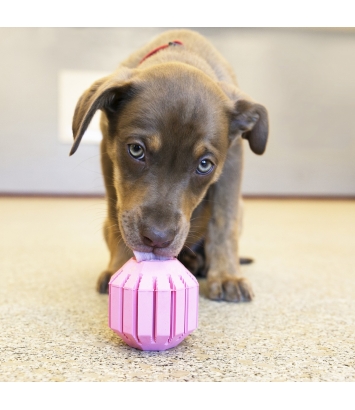 Puppy Activity Ball M Kong