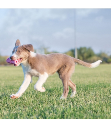 Puppy Teething Stick L Kong