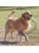 Airdog Fetch Stick with Rope L Kong