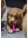 Gryzak Fiboone puppy 9cm