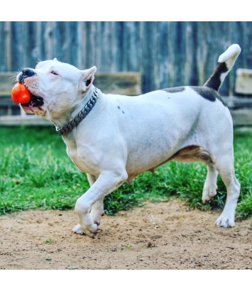 Crazy bounce L - zwariowana piłka dla psa