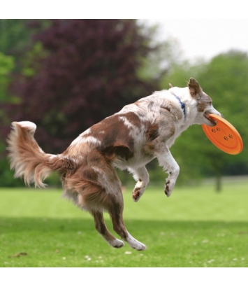 Frisbee "Dog Activity" - 23cm