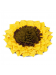 Mata węchowa Sunflower